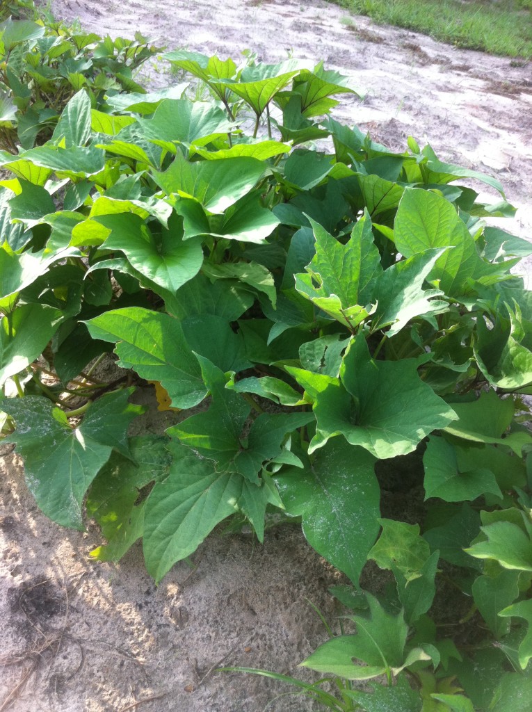 Puerto Rico Sweet Potatoes