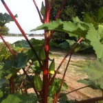 Texas Hill Country Okra