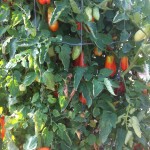 San Marzano tomatoes!