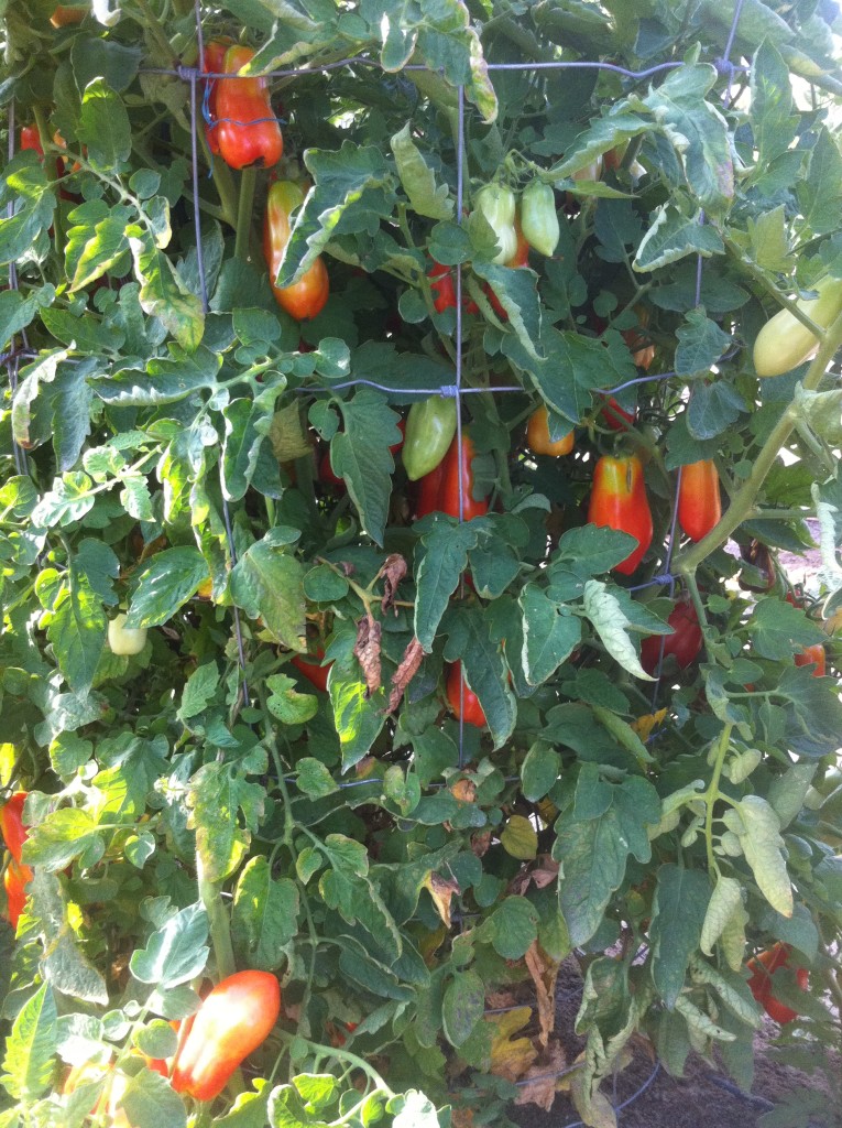 San Marzano tomatoes!