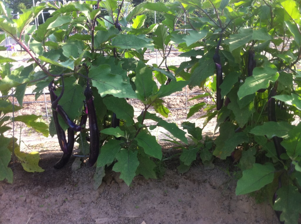 Fengyuan Eggplant